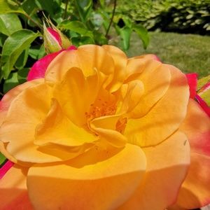 Meet your Posher, Fung